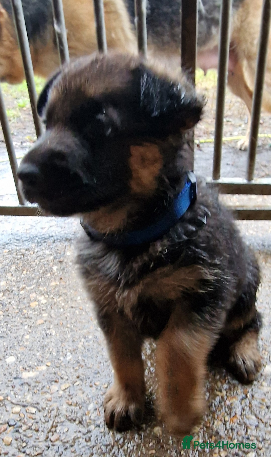German Shepherd dogs for sale: KC reg German Shepherd Puppies - Family dogs - Image 24