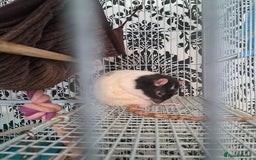 Rat rodents for sale: Rats for sale - Image 2