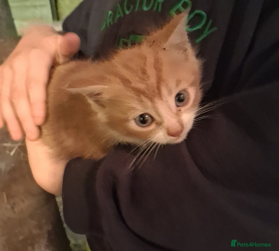 Mixed Breed cats for sale: Beautiful ginger and white kittens 5* homes  - Image 6