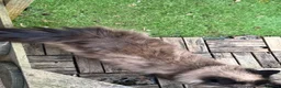 Ragdoll cats for adoption: Beautiful Female Ragdoll-  Looking for a Home - Advert 6