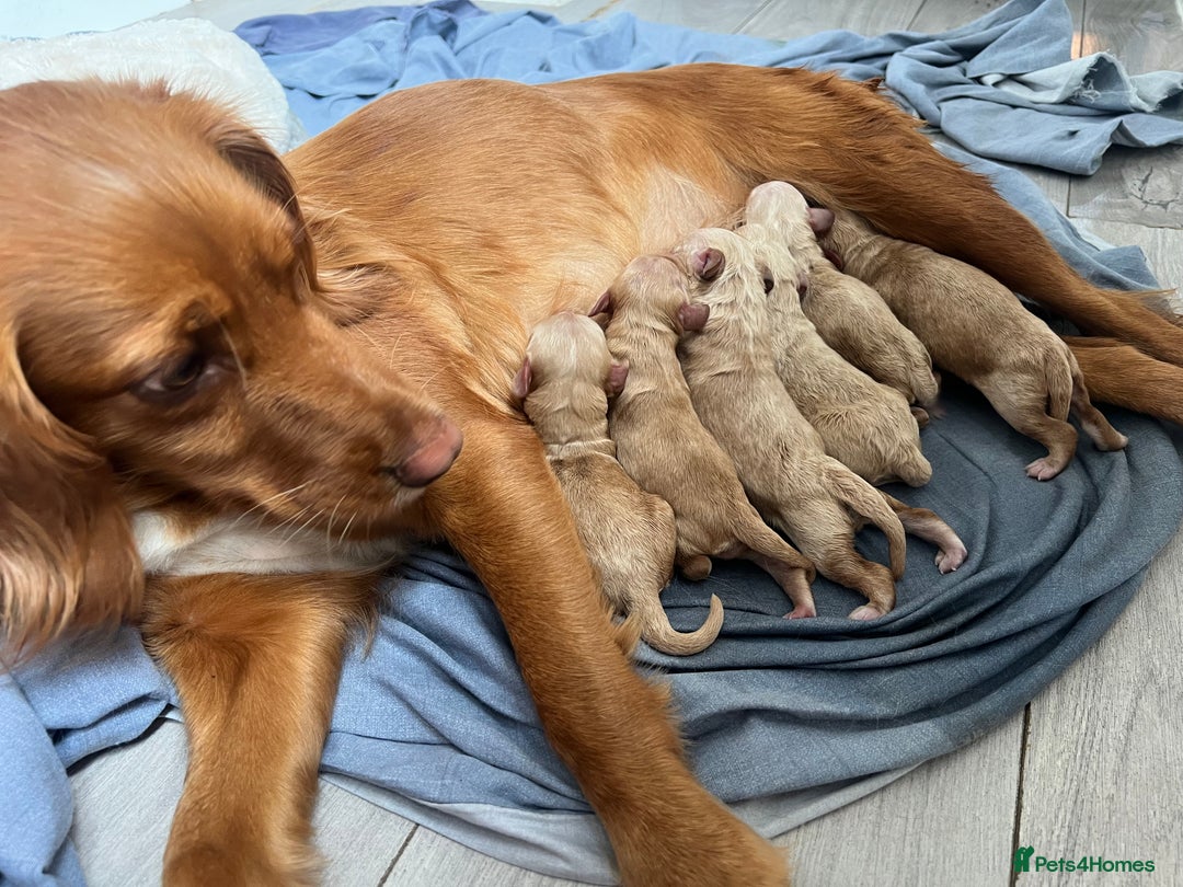 Cockapoo dogs for sale: Cockapoo puppies - Image 13