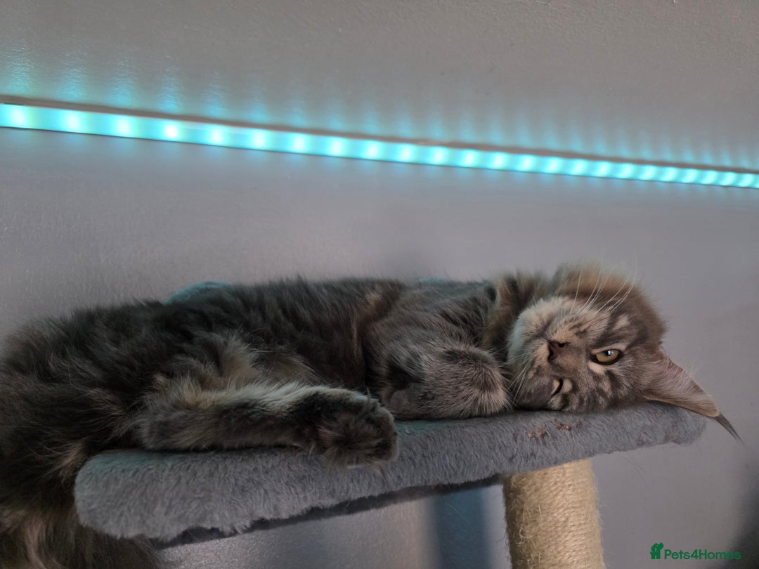 Maine Coon cats for sale: Aurora - Stunning Female Maine Coon - Image 3