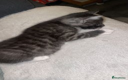 Bengal cats for sale: Kittens  - Image 6