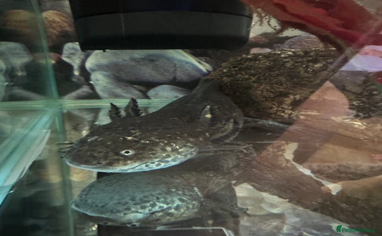 Axolotl reptiles - Advert 1