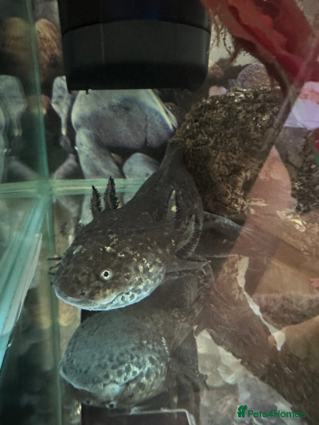 Axolotl reptiles for sale: Axolotl and tank  - Image 1