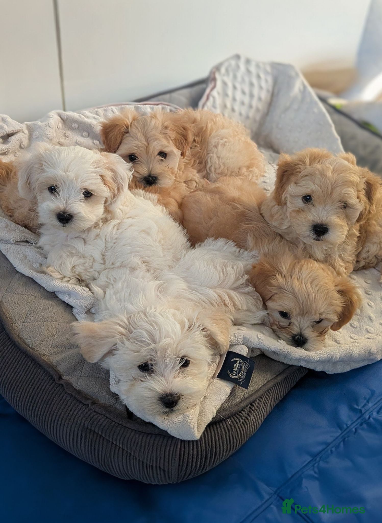 Maltipoo dogs Tiny Maltipoo F2😍 - Advert 17