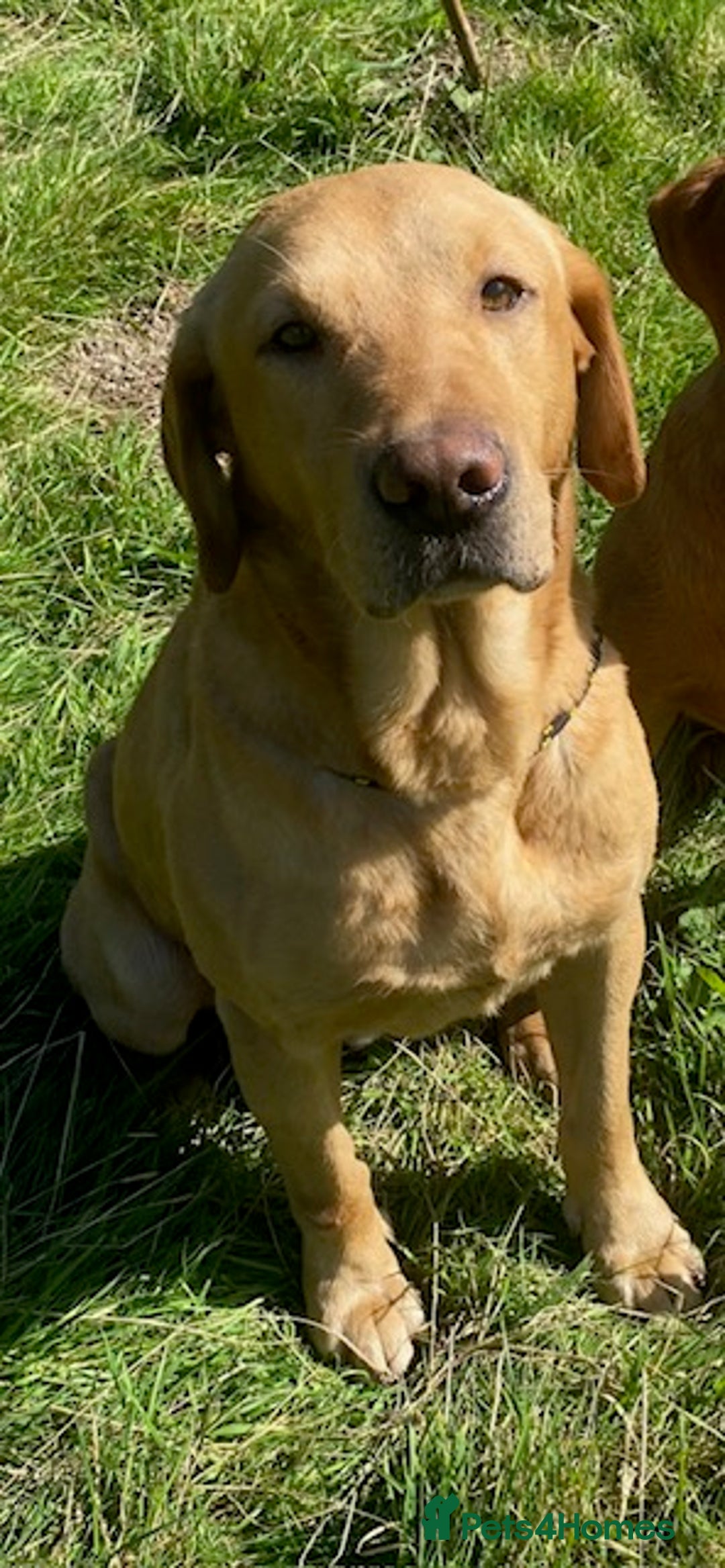 Labrador Retriever dogs for sale: KC Registered Working Labradors - Image 5