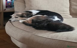 British Longhair cats for sale: 1 Male and 1 Female British Longhair cross kittens - Image 7