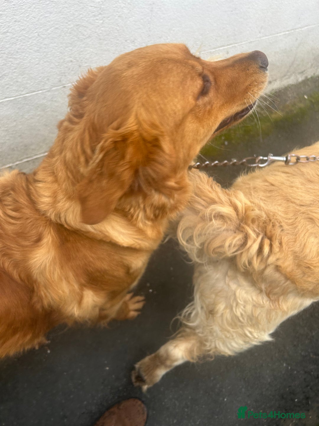 Golden Retriever dogs for sale: Foxy red golden retriever  - Image 5