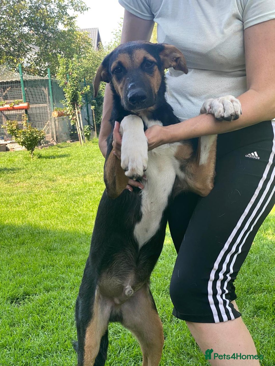 Mixed Breed dogs for adoption: 💙🐶 BRUNO 🐶💙 - Image 6