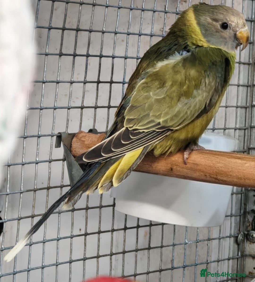 Parrots birds for sale: Xxx BIRDS/PARAKEETS/PARROTS xxX - Advert 5