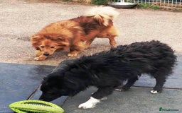 Mixed Breed dogs for adoption: MONTY & DAISY an example of Resilience &Friendship - Image 14