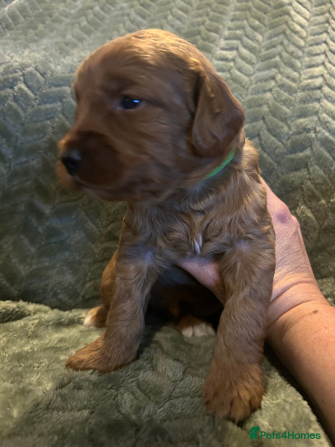 Labradoodle dogs for sale: 🐾F1b Healthy Labradoodle Puppies – Ready 18 Dec🐾 - Advert 28