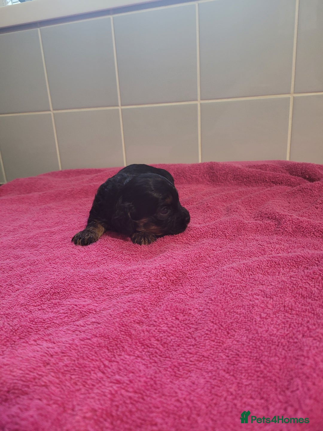 Mixed Breed dogs for sale: Cockapoo x shihpoo - Advert 2