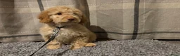 Cockapoo dogs for sale: 🐶8 Beautiful Cockapoo puppies🐶 - Advert 33