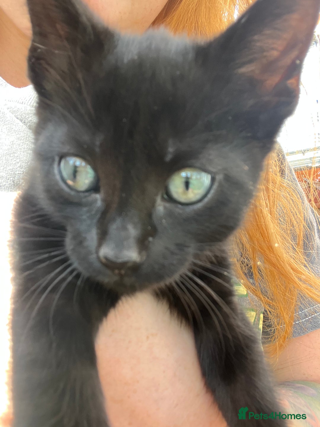 British Shorthair cats for sale: Fully black male kitten green eyes  - Image 5