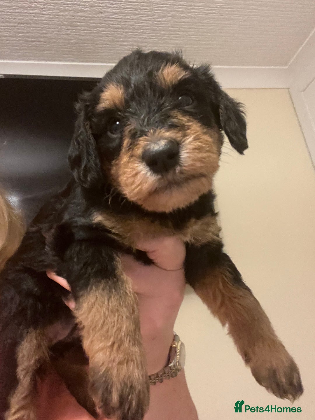 Miniature Schnauzer dogs for sale: 🐾🤎🐶Cavaschnauzer-Pups🐶🤎🐾 - Image 12