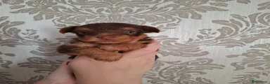 Yorkshire Terrier 2