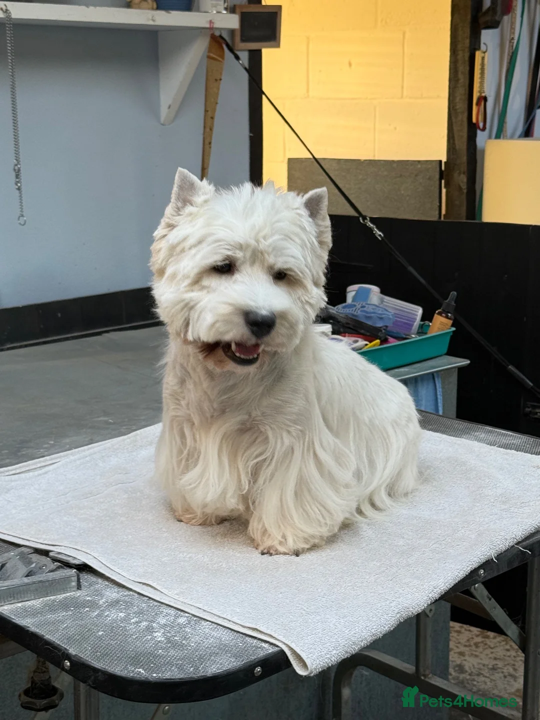 West Highland Terrier dogs for stud: For Stud - Ted - West Highland White Terrier  - Advert 10