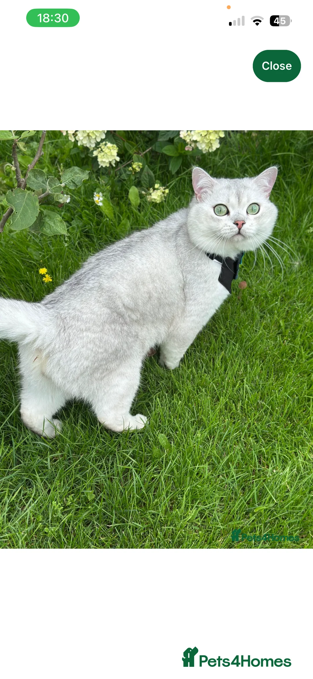 British Shorthair cats for sale: GCCF recommended breeder kittens BSH  - Advert 11