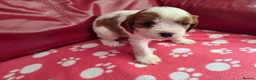 Mixed Breed dogs for sale: Cavapoo f1b - Advert 16