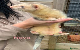 Ferret rodents for sale: Ferret kits and adults of va ages read descr  - Image 16
