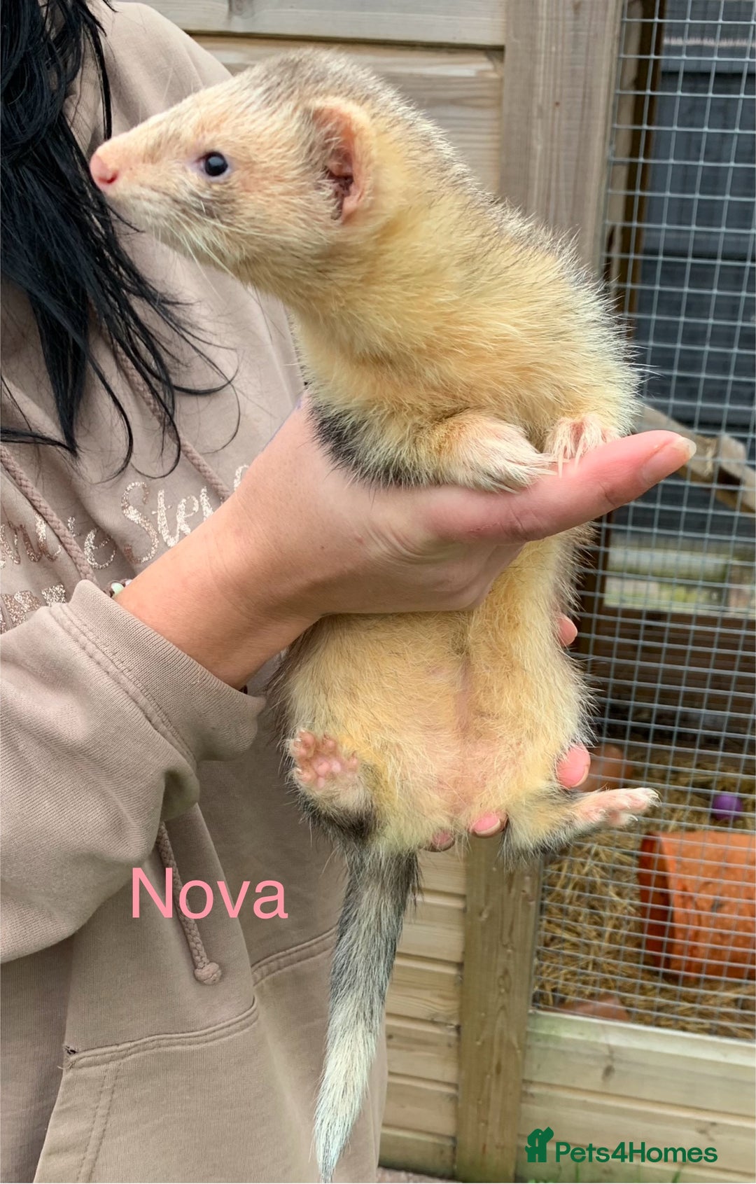Ferret rodents for sale: Ferret kits and adults of va ages read descr  - Image 16