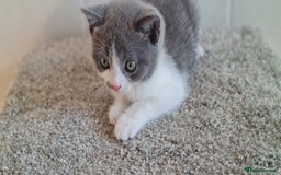 British Shorthair cats for sale: British Blue shorthair, Lilac, Colorpoint Kittens - Image 8
