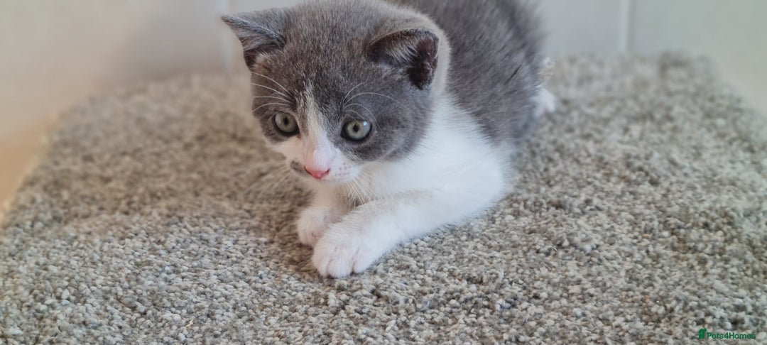 British Shorthair cats for sale: British Blue shorthair, Lilac, Colorpoint Kittens - Image 8