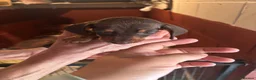 Dachshund dogs for sale: Dachshund puppies  - Advert 14