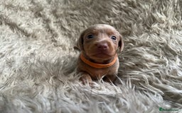 Dachshund dogs for sale: Beautiful mini dachshund babies  - Image 20