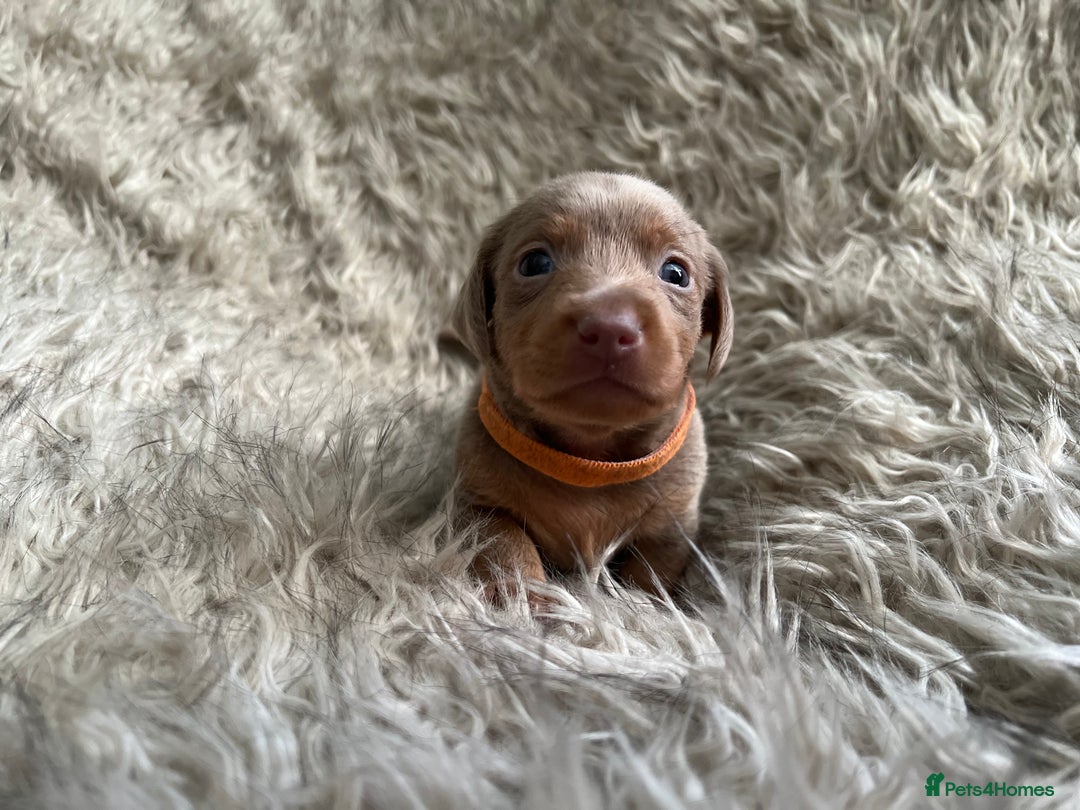 Dachshund dogs for sale: Beautiful mini dachshund babies  - Image 20