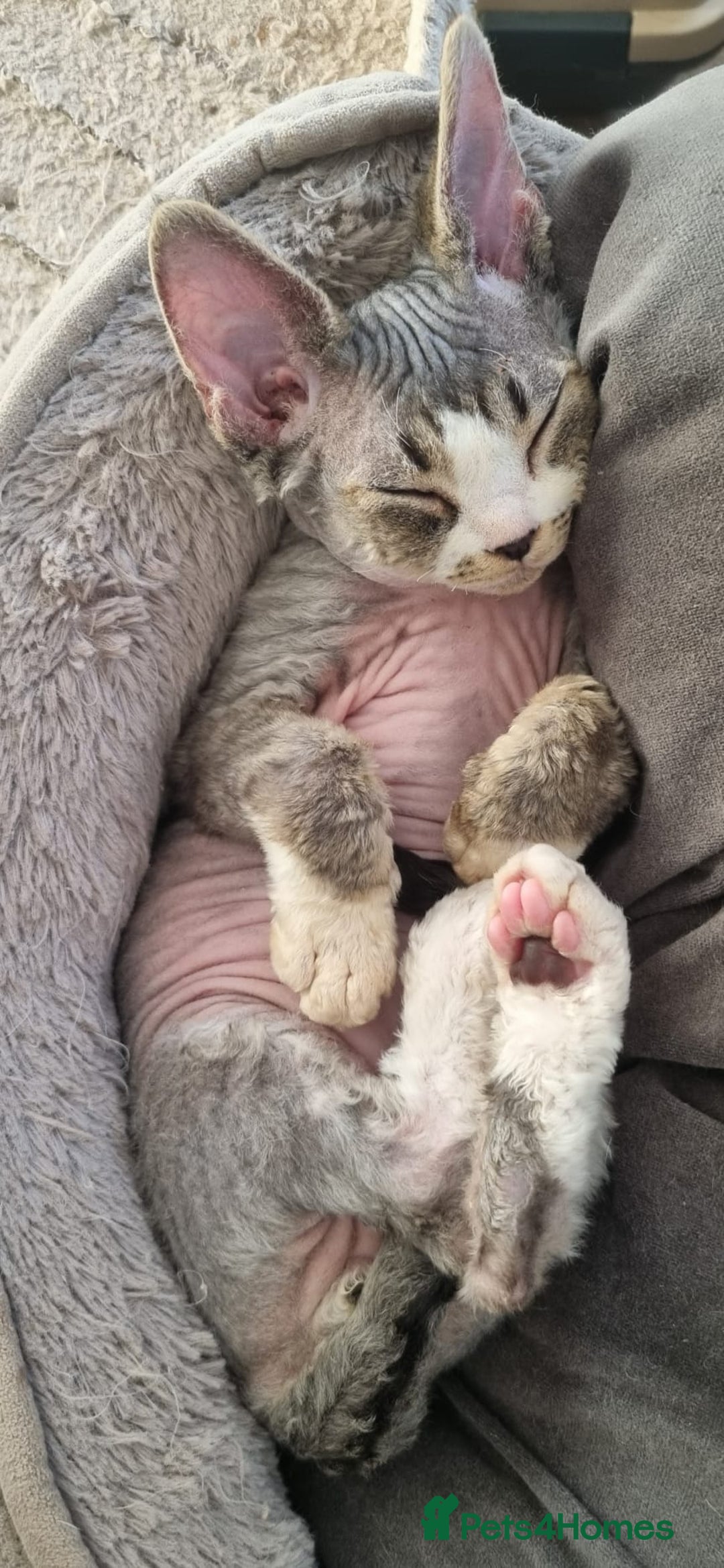 Devon Rex cats for sale: ❤️🐱Brown mackerel tabby Devon Rex ❤️🐱 - Advert 10