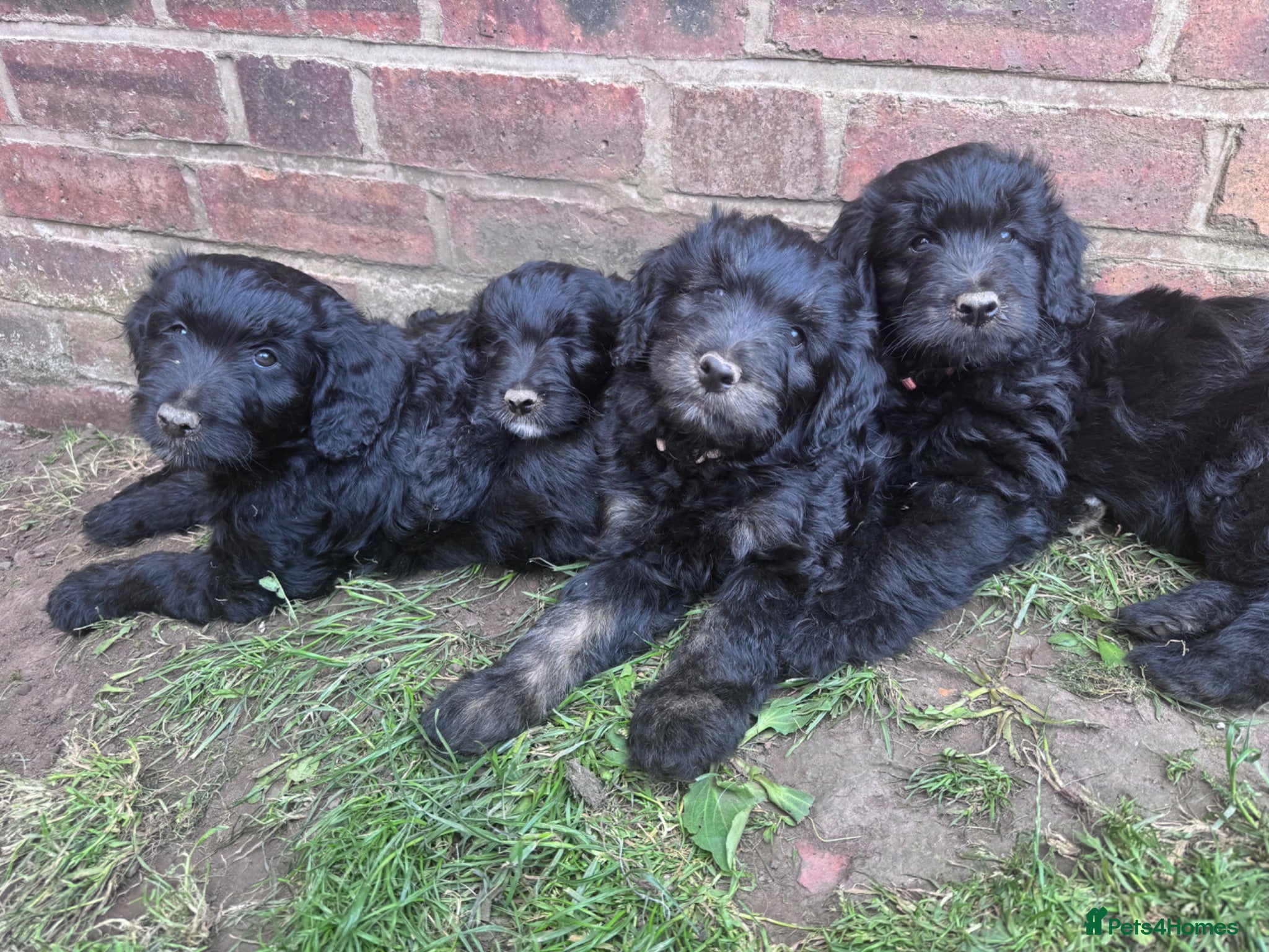 Mini Goldendoodle dogs F1 Miniature Goldendoodles  *READY NOW* - Advert 1