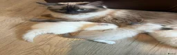 Ragdoll cats for sale: 3 beautiful ragdoll babies! - Advert 5