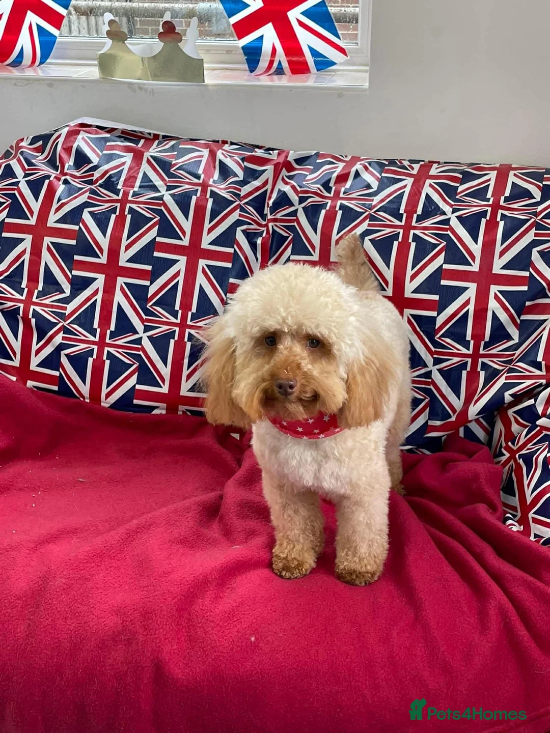 Cockapoo dogs for sale: Cockapoos  - Advert 24