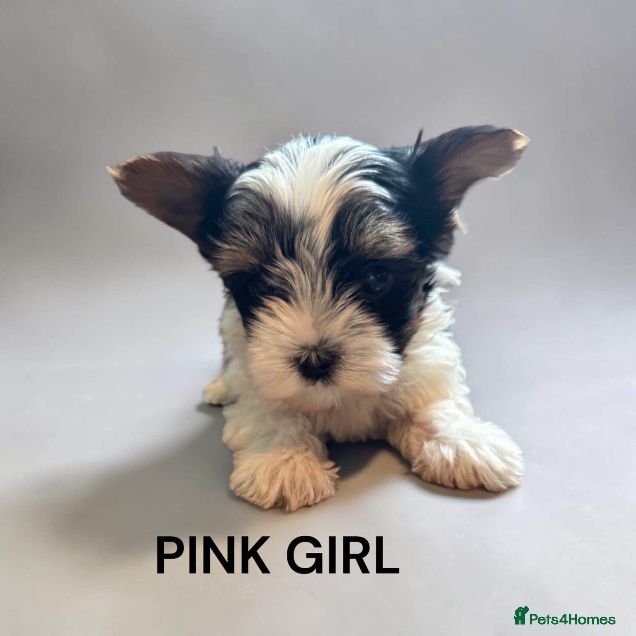 Yorkshire Terrier dogs for sale: beautiful  - Advert 8