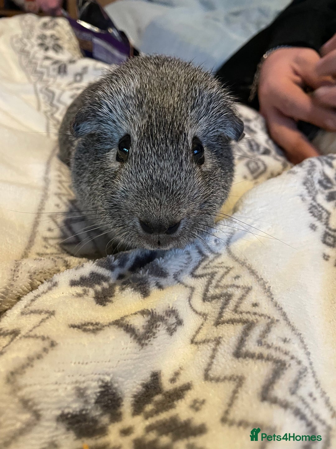 Guinea Pig rodents for sale: Nibbles & munchies  - Advert 2