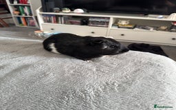 Guinea Pig rodents for sale: Male Guinea Pig - Advert 3