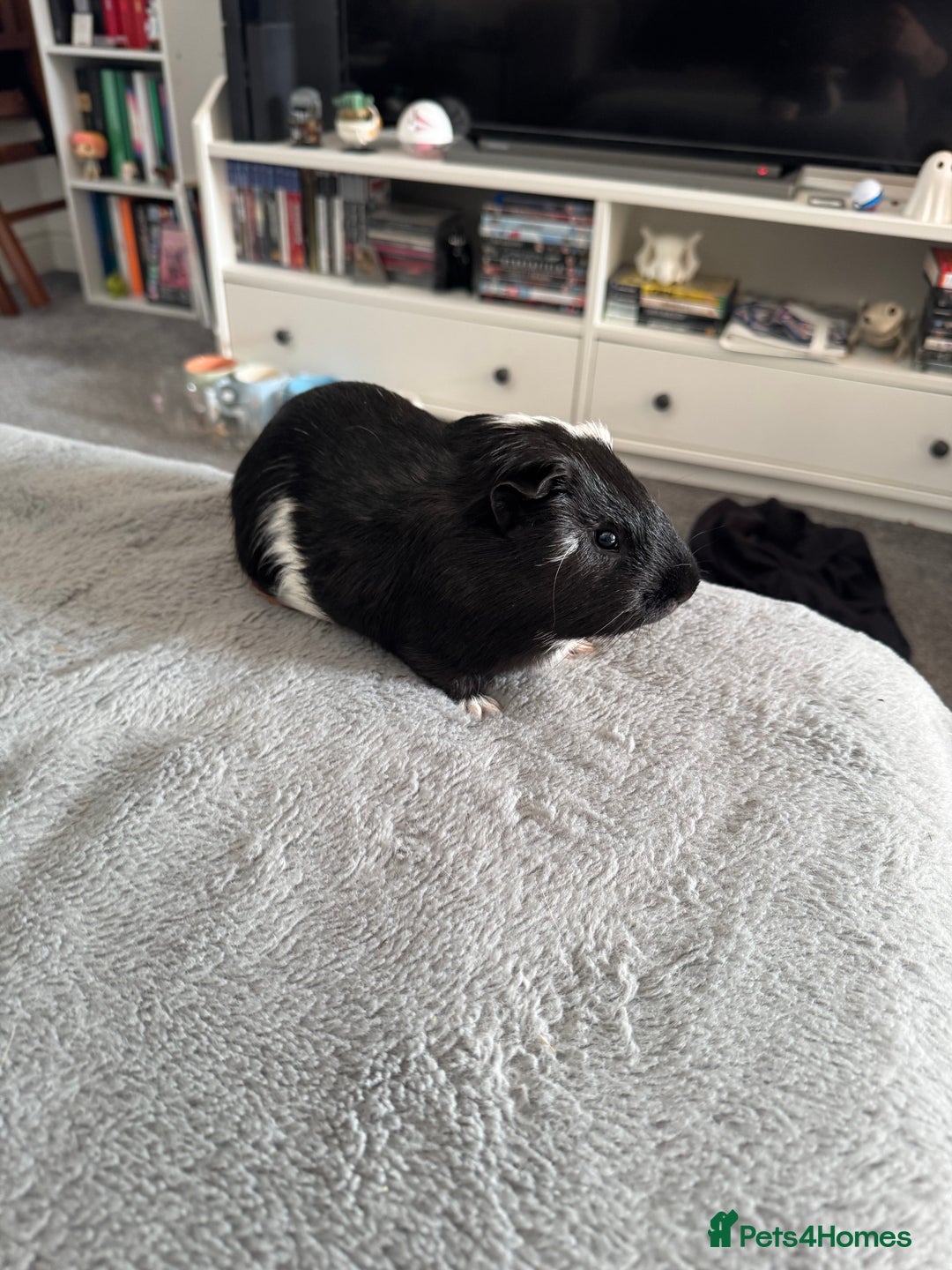 Guinea Pig rodents for sale: Male Guinea Pig - Advert 3