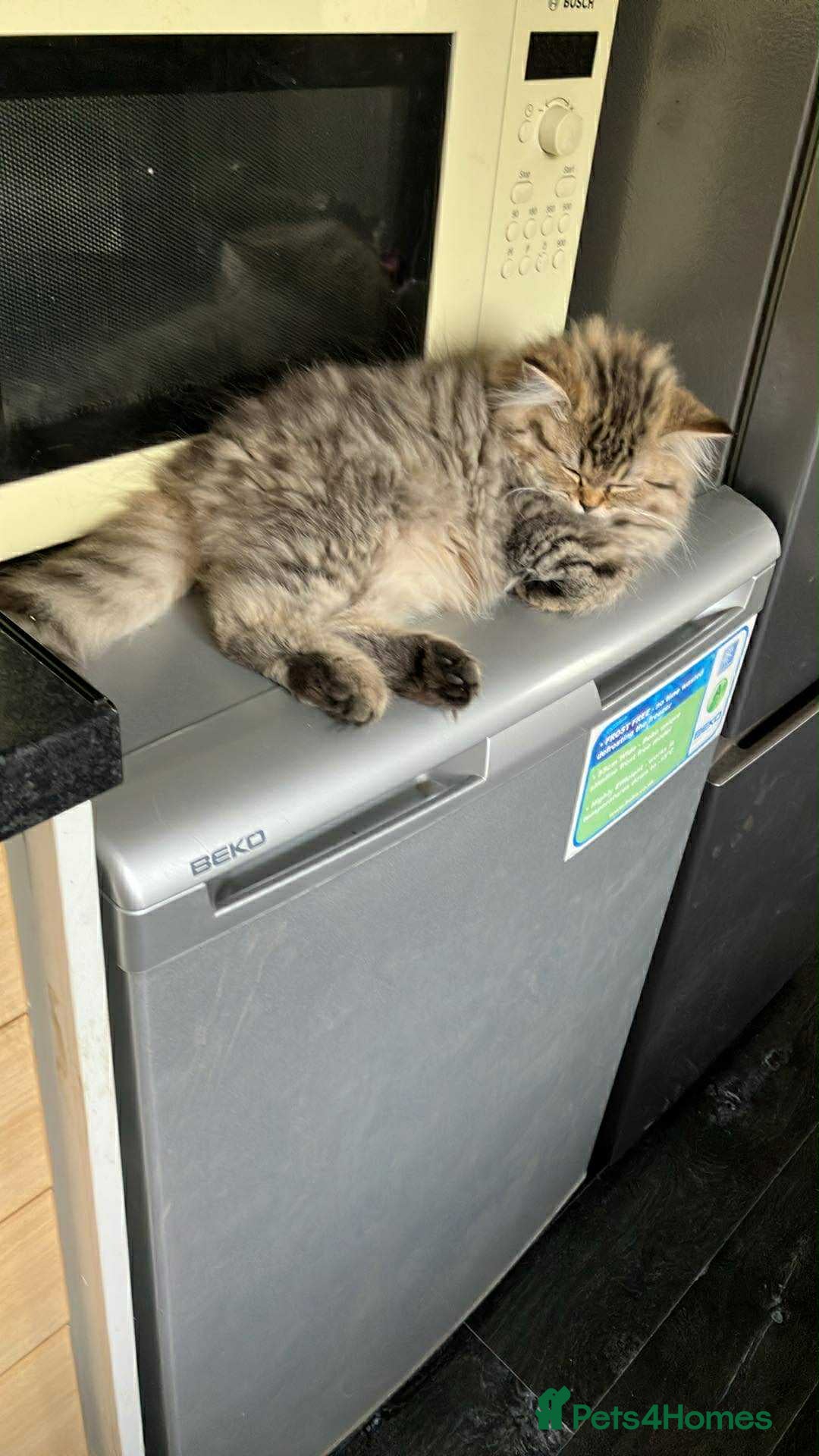 British Longhair cats for sale: British long hair kittens for sale  - Image 2