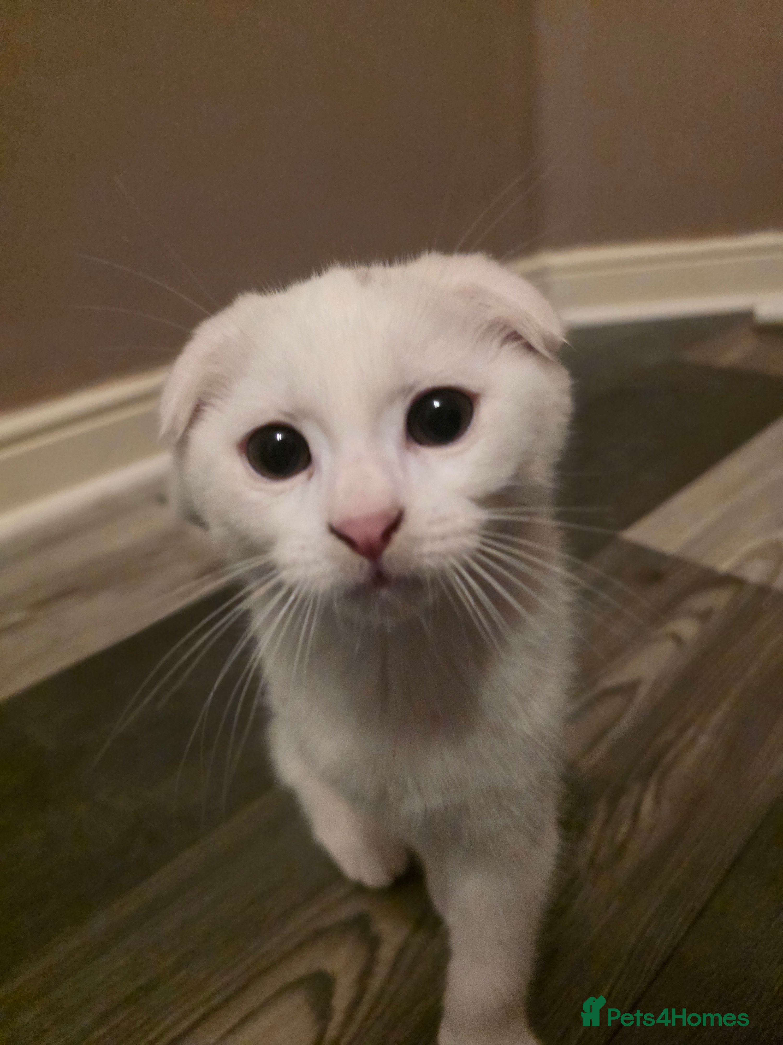 Mixed Breed cats Scottish fold x maine coon  - Advert 14