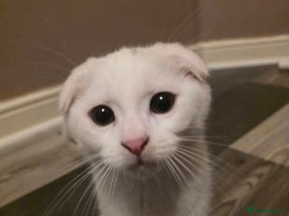 Mixed Breed cats Scottish fold x maine coon - Advert 14