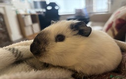 Guinea Pig rodents for sale: 4 male guinea pigs in need of a loving home ☺️ - Image 5