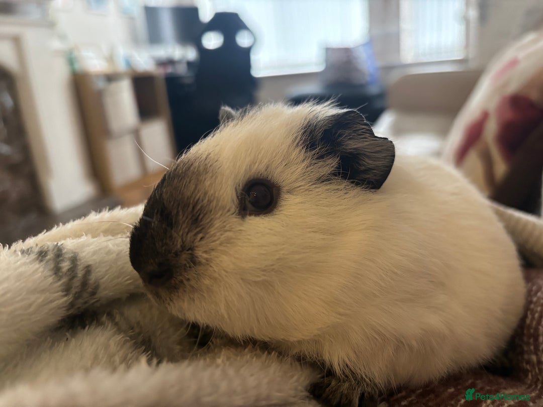 Guinea Pig rodents for sale: 4 male guinea pigs in need of a loving home ☺️ - Image 5