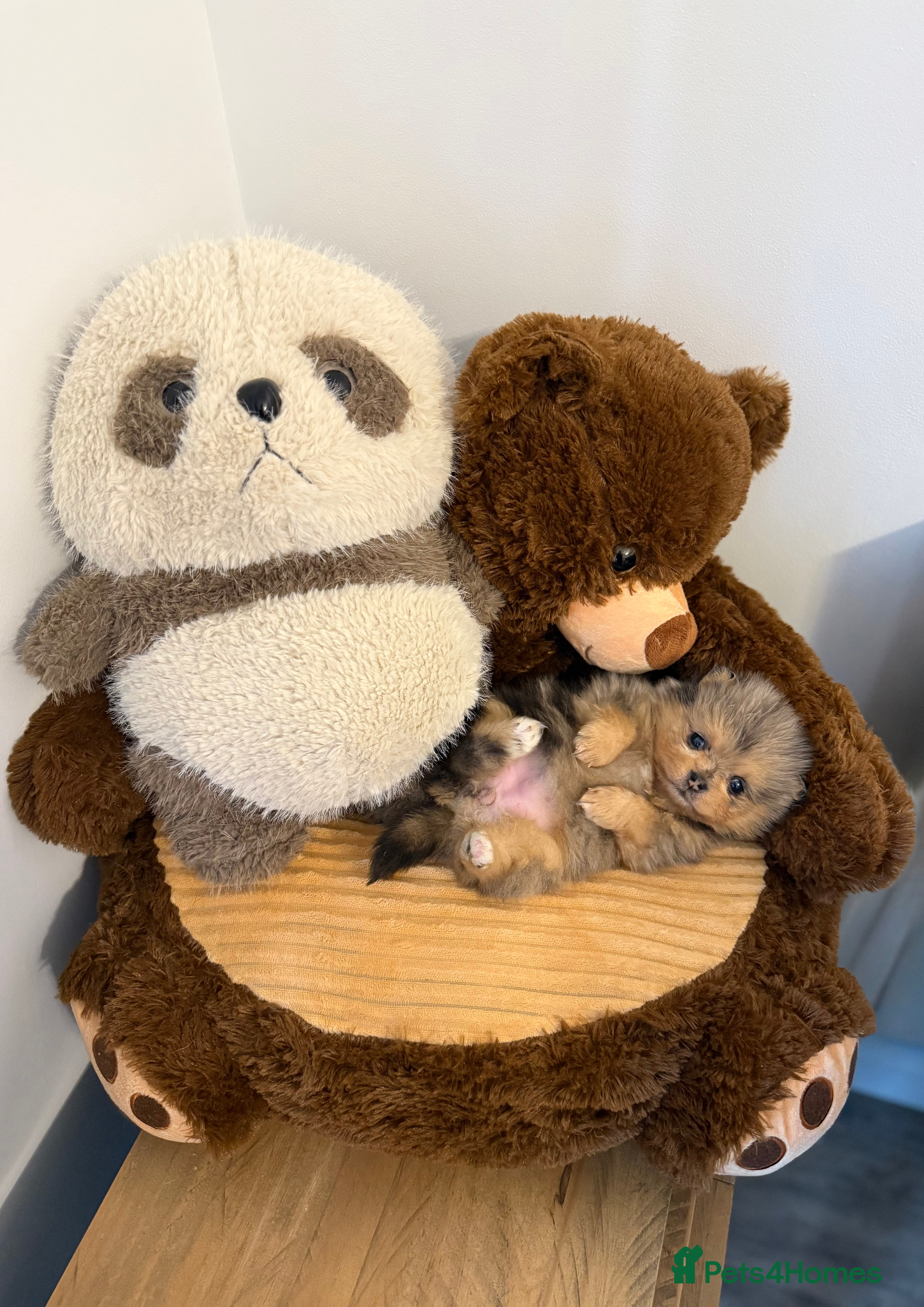 Pomeranian dogs Rare Beautiful Merle Pomeranians 💎 - Advert 5