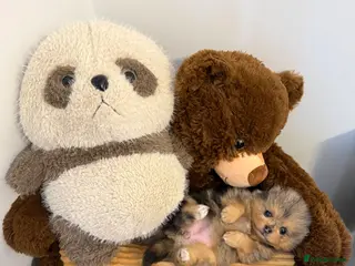 Pomeranian dogs Black and tan girls 🖤🧡💖 - Advert 9