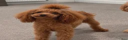Miniature Poodle dogs for stud: KC Red Miniature Poodle STUD ⭐️ - Advert 2