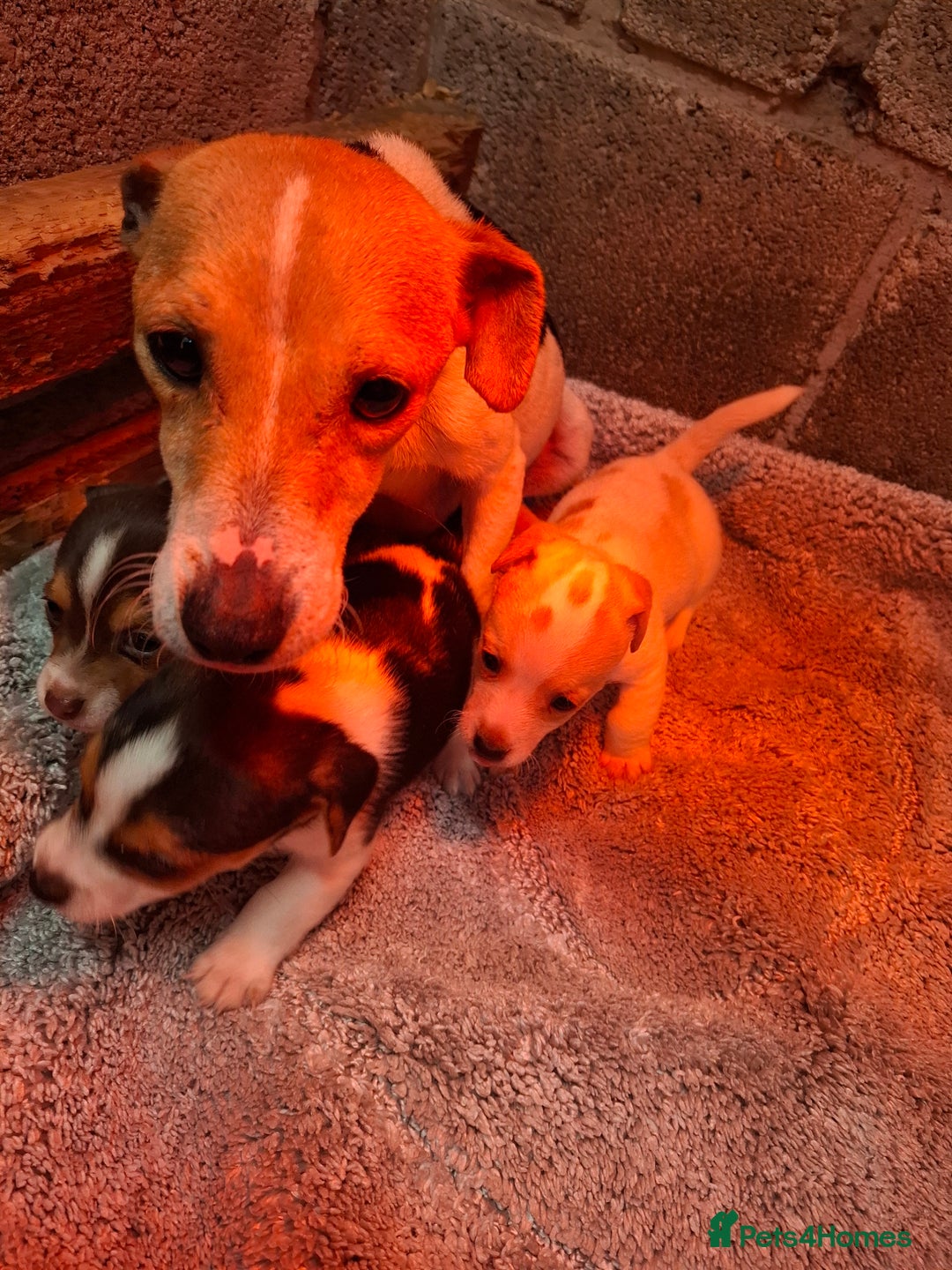 Jack Russell dogs for sale: Jack Russel puppy's  - Image 8