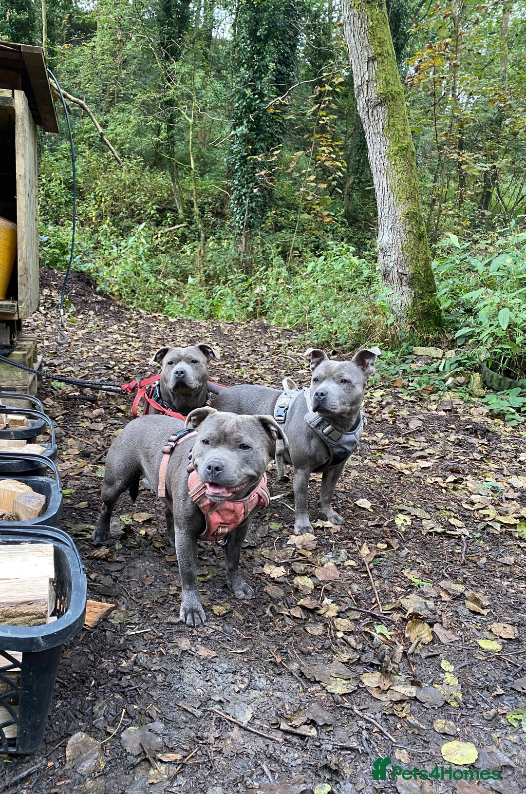 Staffordshire Bull Terrier dogs for sale: SBT CHAMPION BLOODLINE FURY & CLEO - Advert 13